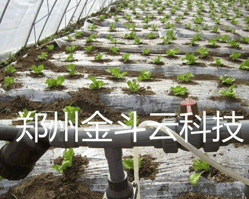 山東壽光大棚青菜91水蜜桃在线观看工程