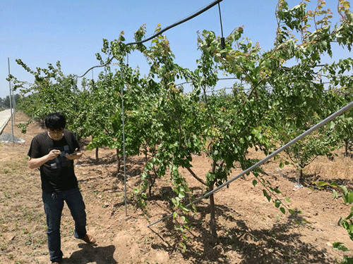 農業91水蜜桃在线观看
